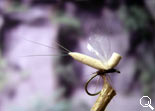 BF Mayfly Tan