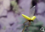BF Mayfly Yellow