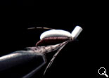 BF Nymph-AD (Brown-W)