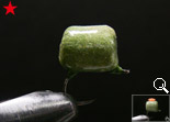 BF P-chan (Dark-Olive)