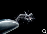 BF Pupa-CD (All Black)