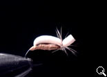 BF Pupa-AD (Camel)