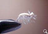 BF Pupa-CD (Tan)