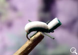 BF Rubber Leg Mini (Dark-Green)