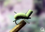 BF Rubber Leg Mini (Green-Green)
