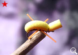 BF Rubber Leg Mini (Orange)