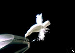 BF Spinner (White*)