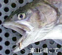 BFŒނグ}X