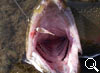 img-349