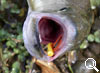 img-351