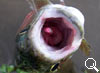 img-352