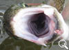 img-356