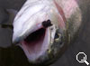 img-362
