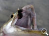 img-363