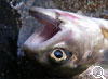 img-385