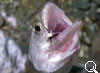 img-389