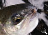 img-395