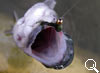 img-437