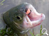 img-445