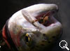 img-467
