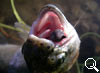 img-471