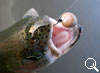 img-548