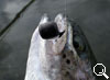 img-551