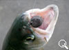 img-578