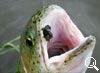 img-611