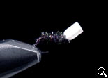 BF Veatical Pupa Peacock
(White top)